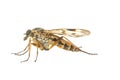 Downlooker snipefly, Gewone Snipvlieg, Rhagio scolopaceus