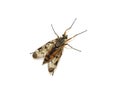 Snipefly predator Rhagio scolopaceus on white