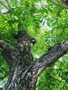 Downside view of Chestnut tree in forest of Dehradun, Uttrakhand Royalty Free Stock Photo