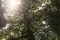 Downview on a green treetops with warm sunlight Royalty Free Stock Photo