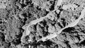 Downward aerial view of a beautful windy road across a forest Royalty Free Stock Photo