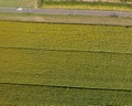 Downward aerial view of sunfloers meadow in summer season from d Royalty Free Stock Photo