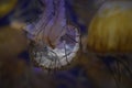 Downward flowing jellyfish