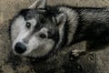 Downwards perspective of a big, cute and adult Siberian Husky mixed dog, with hazel eyes and black, white and grey fur Royalty Free Stock Photo