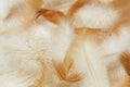 Downy background made from chicken feathers