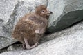 Downy chick Snowy Sheathbill sitting on the rocks