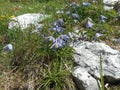 Downy clematis in the mountains of italy with blue blossom