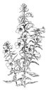 Downy False Foxglove vintage illustration