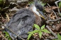 Downy Feathers on a Baby Great Blue Heron Bird Royalty Free Stock Photo