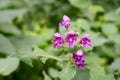 Downy hempnettle (Galeopsis pubescens Besser) plant with a small common pollen bug