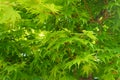 Downy japanese maple, young green leaves Royalty Free Stock Photo