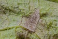 Downy mildew of artichoke Royalty Free Stock Photo