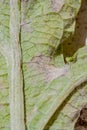 Downy mildew of artichoke Royalty Free Stock Photo