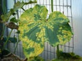 Downy mildew on cucumber Royalty Free Stock Photo