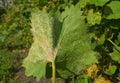 Downy Mildew Fungal Disease on Grape Leaf Royalty Free Stock Photo