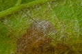 Downy mildew on grape leaf