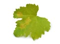 Downy mildew on a grape leaf. Isolated on white background. Royalty Free Stock Photo