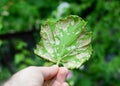 Downy Mildew Plasmopara vitikola is a fungal disease that affects a grape leaves. Close up on  Grapevine diseases Royalty Free Stock Photo