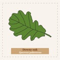 Downy oak - Quercus pubescens