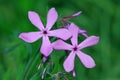 Downy Phlox Phlox pilosa