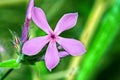 Downy Phlox (Phlox pilosa)