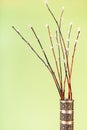 Downy pussy-willow twigs in pewter jug on khaki