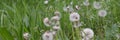 Downy ripe seed head of the dandelion