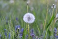 Downy ripe seed head of the dandelion