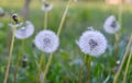 Downy ripe seed head of the dandelion