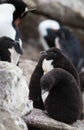 Downy Rockhopper Penguin Chicks with an Adult Nearby Royalty Free Stock Photo