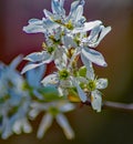 Close-up of a Cluster of Downy Serviceberry Flowers