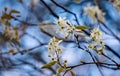 Cluster of Allegheny Serviceberry Flowers
