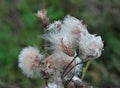 Downy thistle seeds growing Royalty Free Stock Photo
