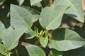 Downy thorn apple Inka Royalty Free Stock Photo