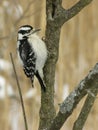 Downy Woodpecker 1