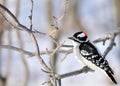 Downy Woodpecker Royalty Free Stock Photo