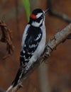 Downy Woodpecker