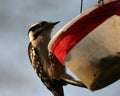 Downy woodpecker