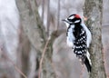 Downy Woodpecker Royalty Free Stock Photo
