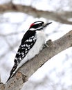 Downy Woodpecker Royalty Free Stock Photo
