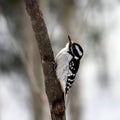 Downy Woodpecker Royalty Free Stock Photo
