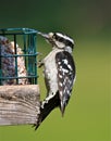 Hairy Woodpecker Royalty Free Stock Photo