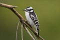 A Female Downy Woodpecker on a small tree branch