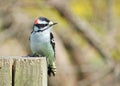Downy Woodpecker Royalty Free Stock Photo