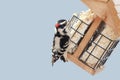 Downy woodpecker Royalty Free Stock Photo