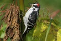 Downy Woodpecker