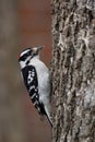 Downy Woodpecker