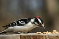 Downy woodpecker Royalty Free Stock Photo