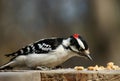 Downy woodpecker