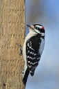 Downy Woodpecker